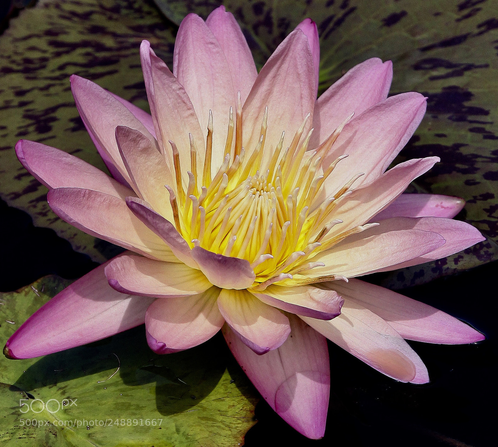 Canon EOS 50D sample photo. Waterlily photography
