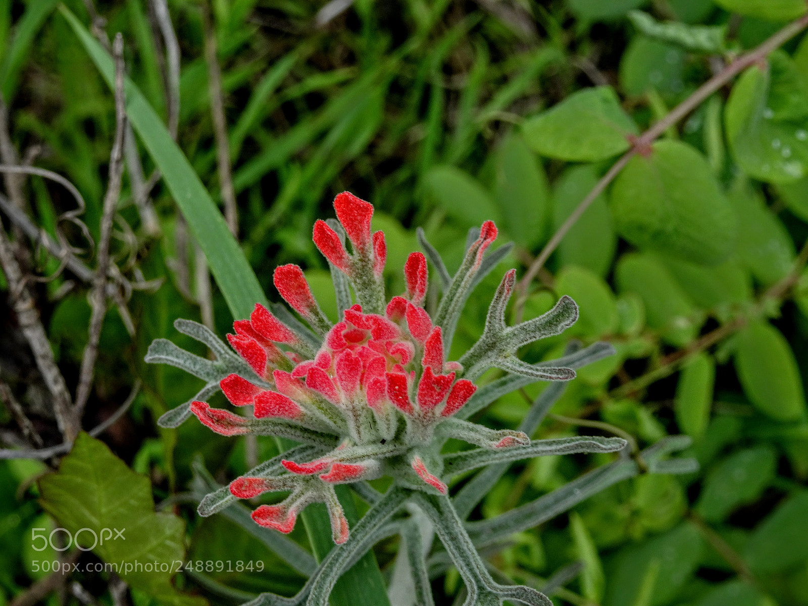 Sony Cyber-shot DSC-HX90V sample photo. Loma alta flower photography