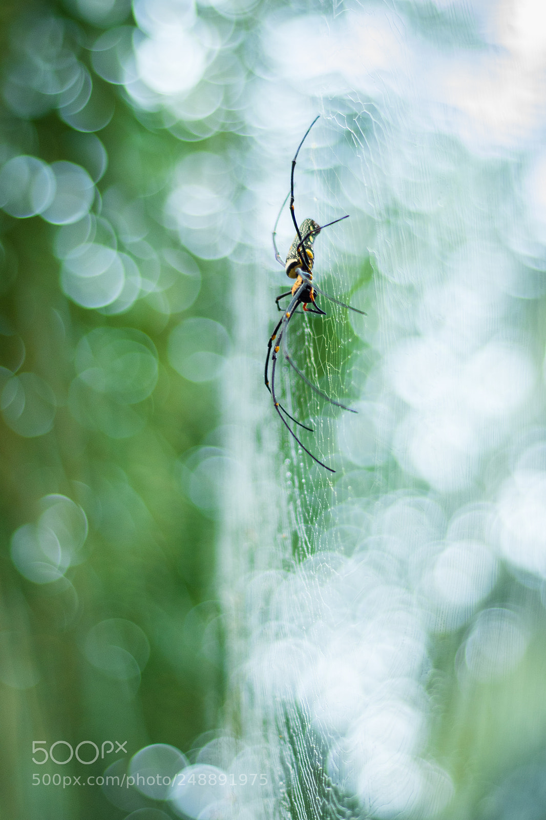 Nikon D500 sample photo. Golden orb-web spider photography