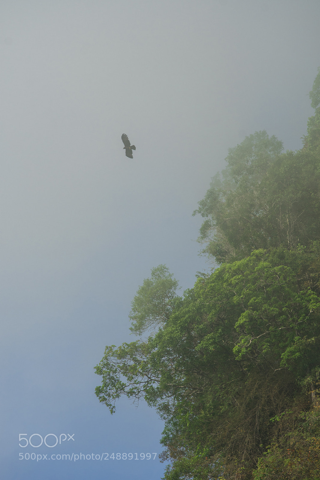 Nikon D500 sample photo. Crested serpent eagle photography