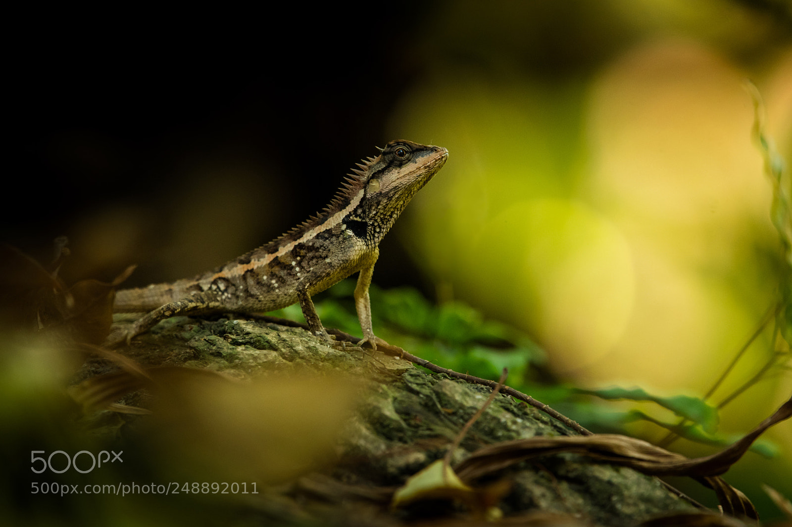 Nikon D500 sample photo. Emma gray's forest lizard photography