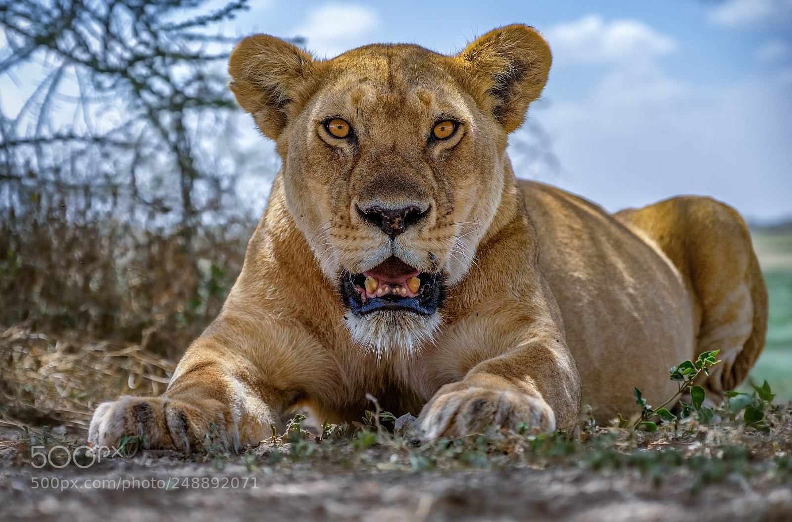 Fujifilm X-T2 sample photo. Eye level lions photography