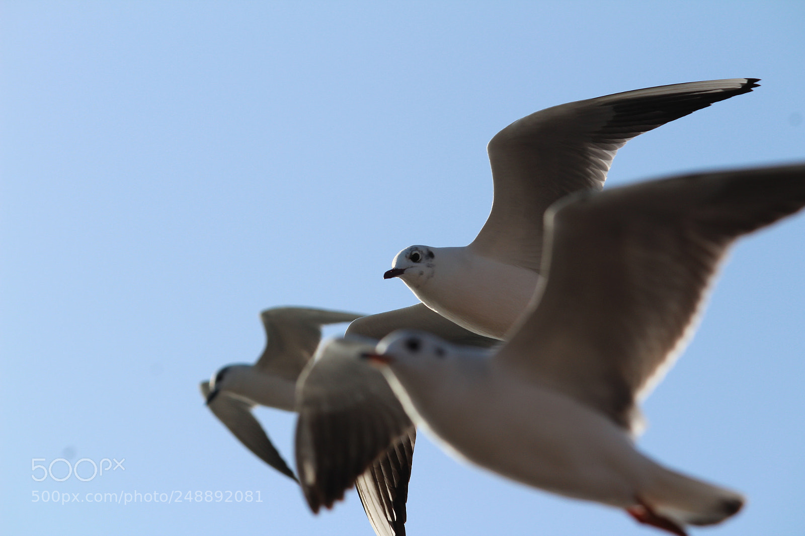 Canon EF-S 55-250mm F4-5.6 IS II sample photo. In d sky photography