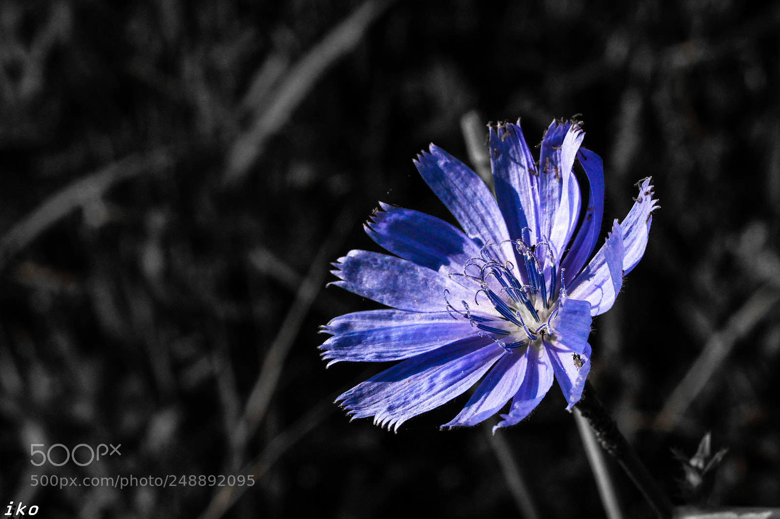 Canon EOS 700D (EOS Rebel T5i / EOS Kiss X7i) sample photo. Buzavirag photography