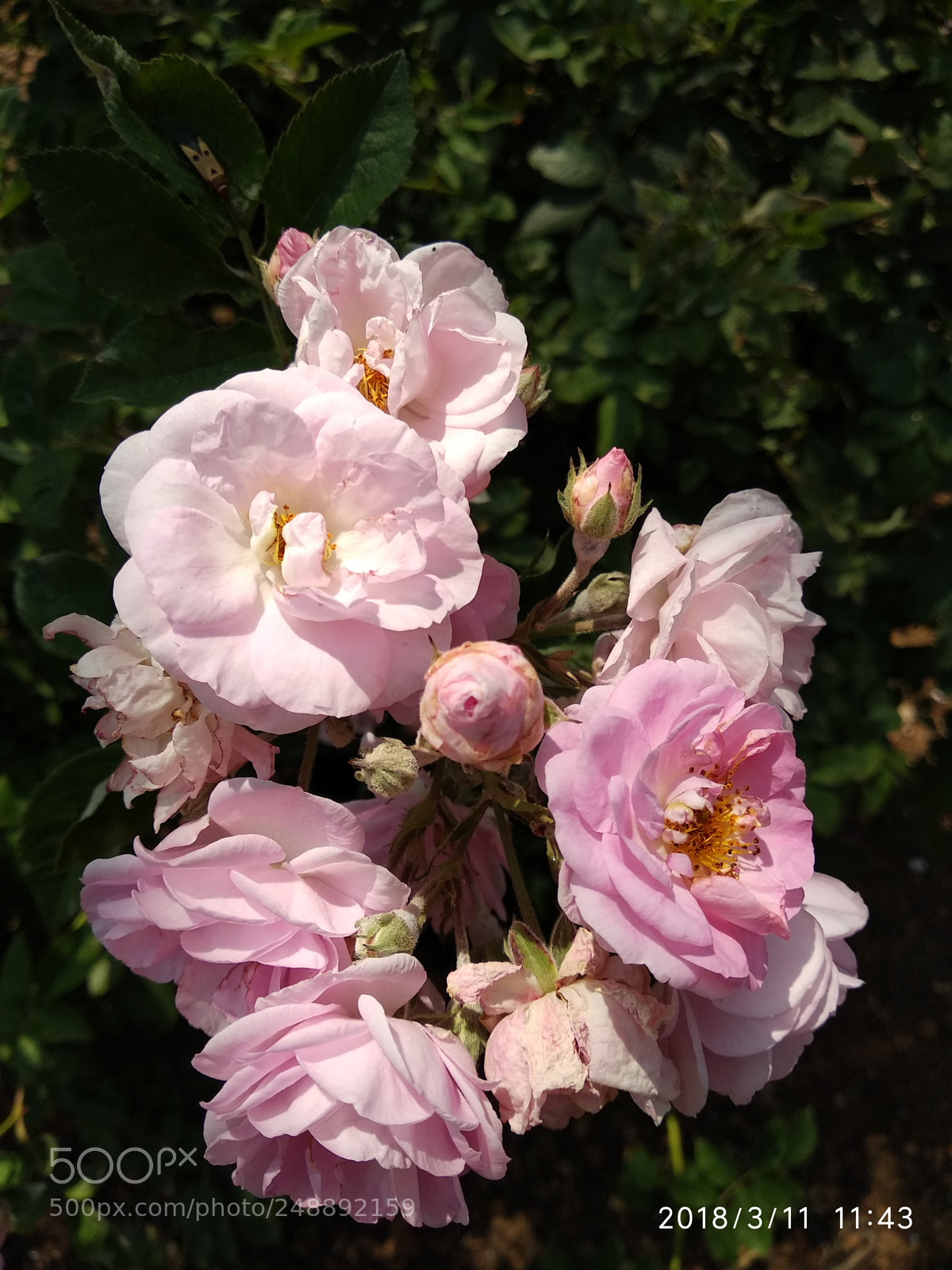 Xiaomi Mi A1 sample photo. Pink roses photography