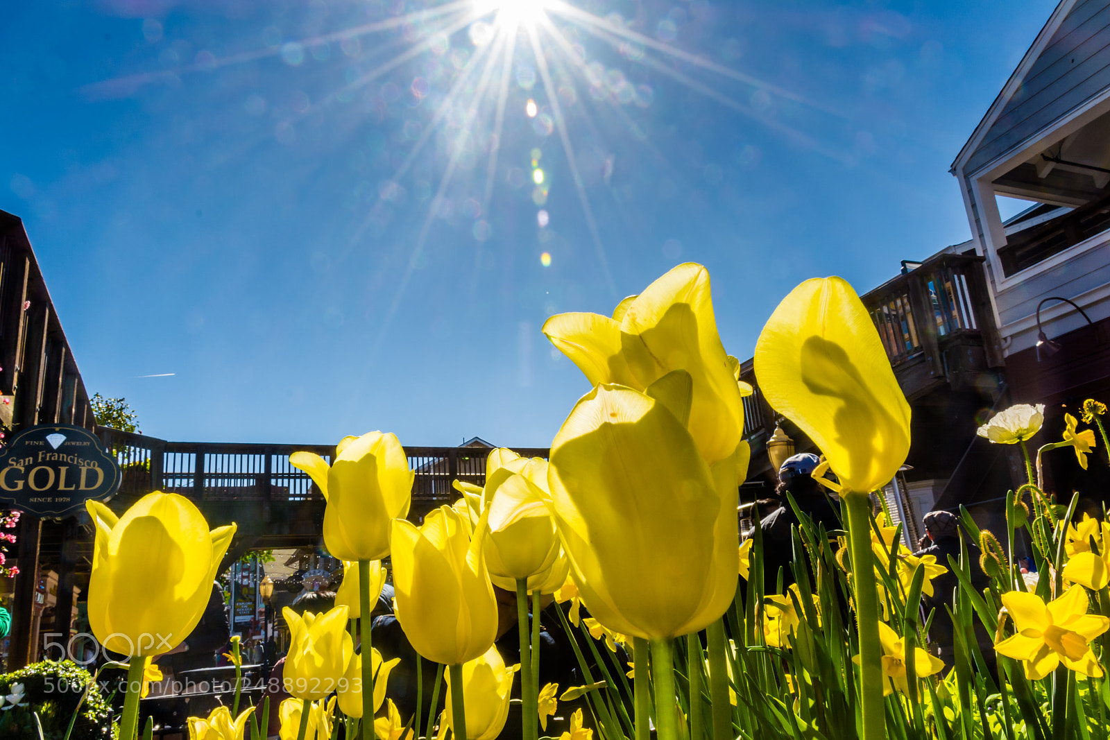 Nikon D5200 sample photo. Tulips at pier39, san photography