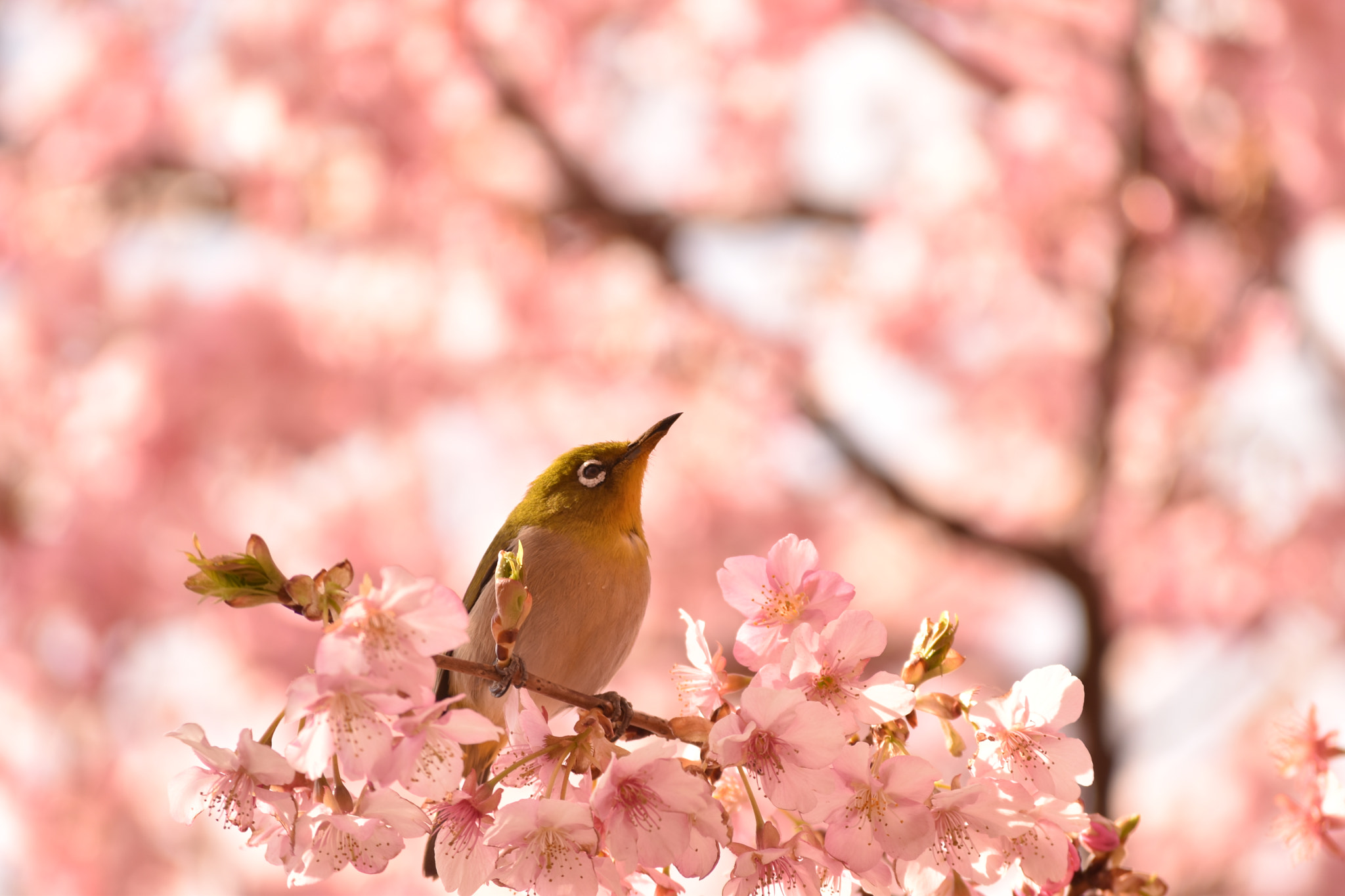 Nikon D5500 sample photo. Spring is here photography