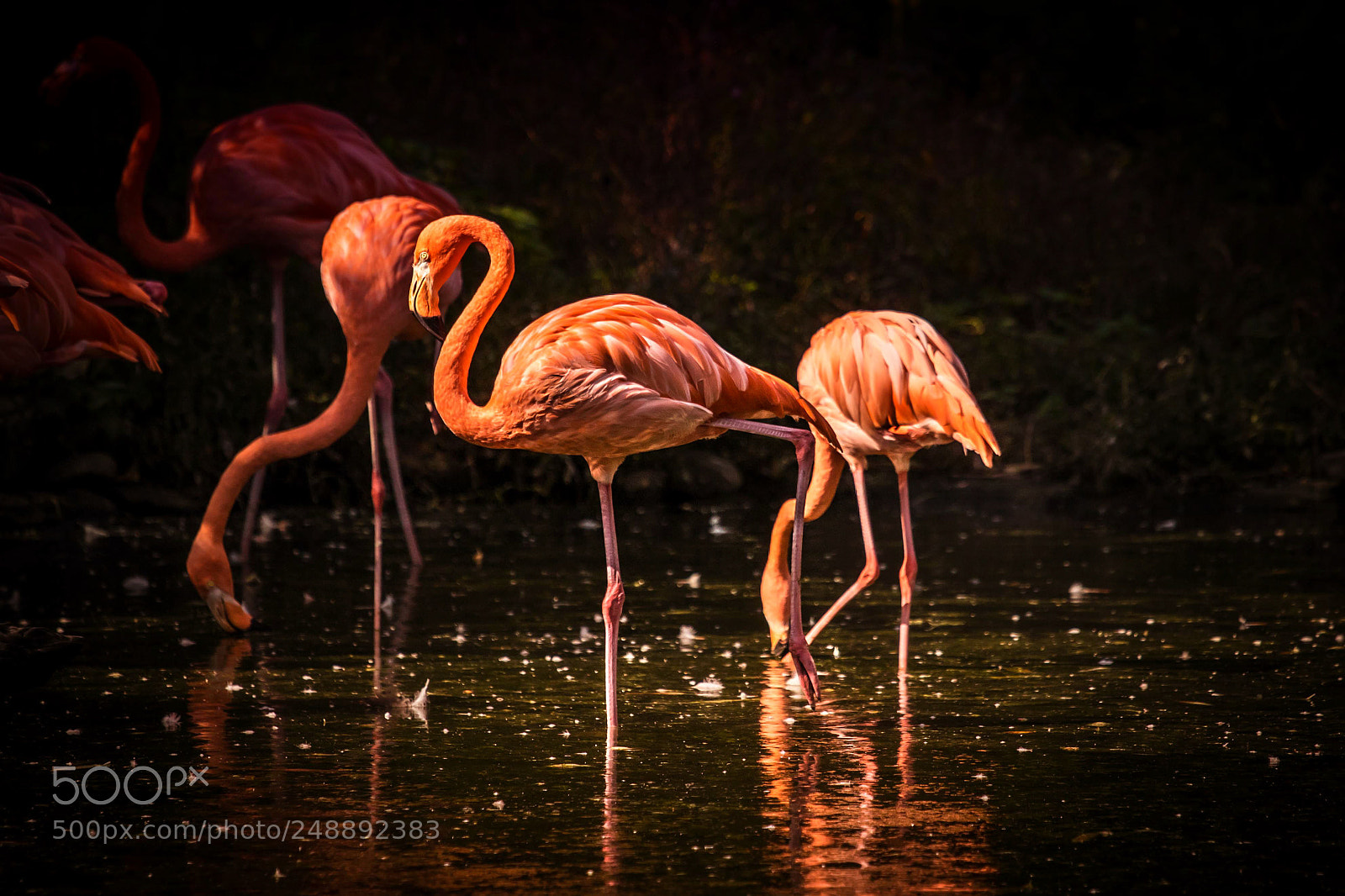 Canon EOS 7D Mark II sample photo. Flamingo photography