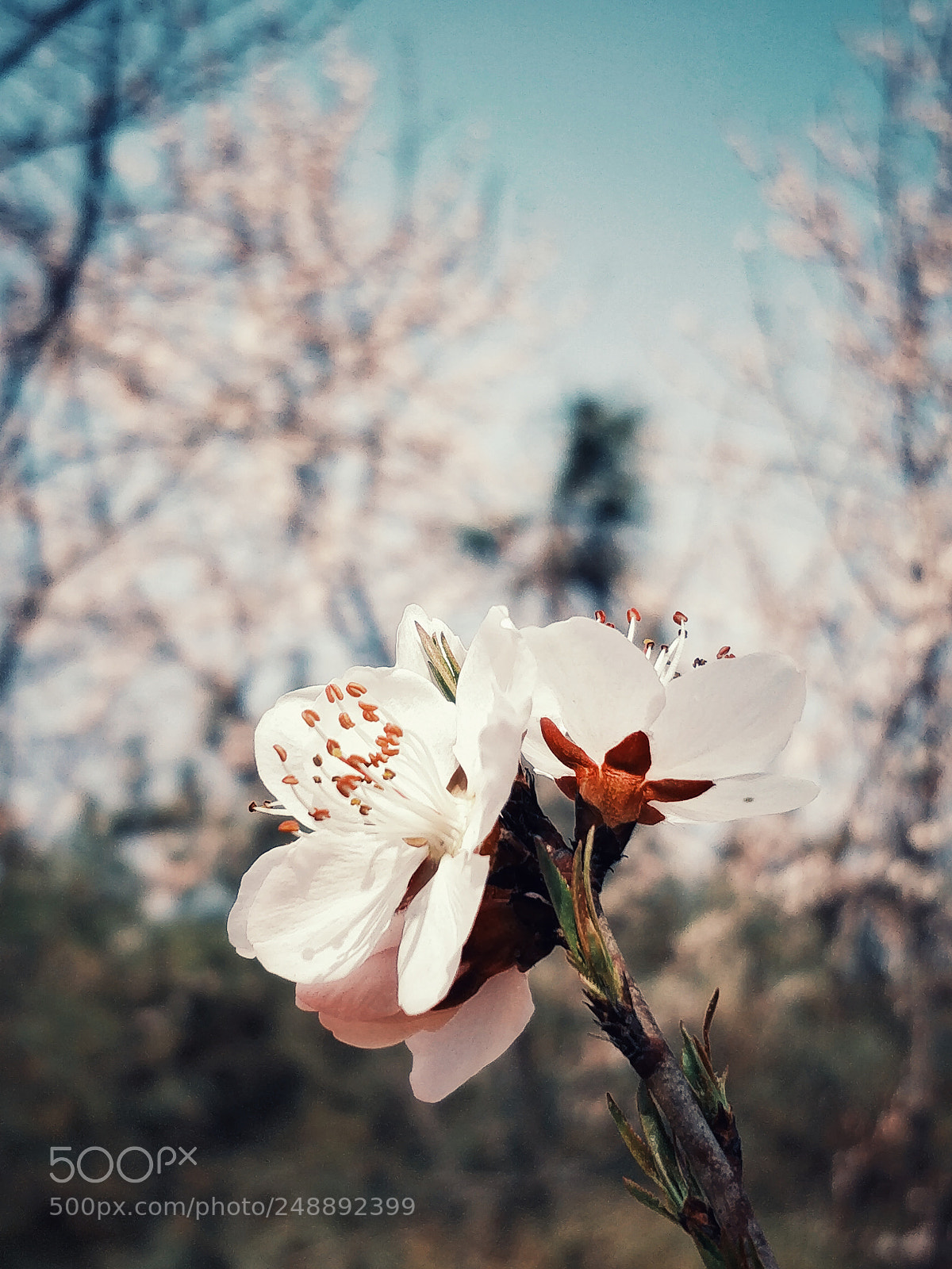OnePlus 5 sample photo. Spring photography