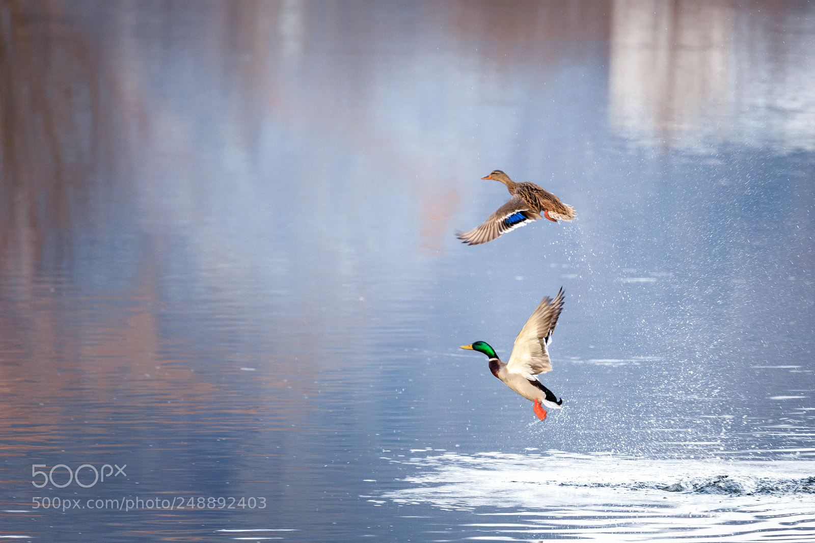 Canon EOS 6D Mark II sample photo. Take off photography