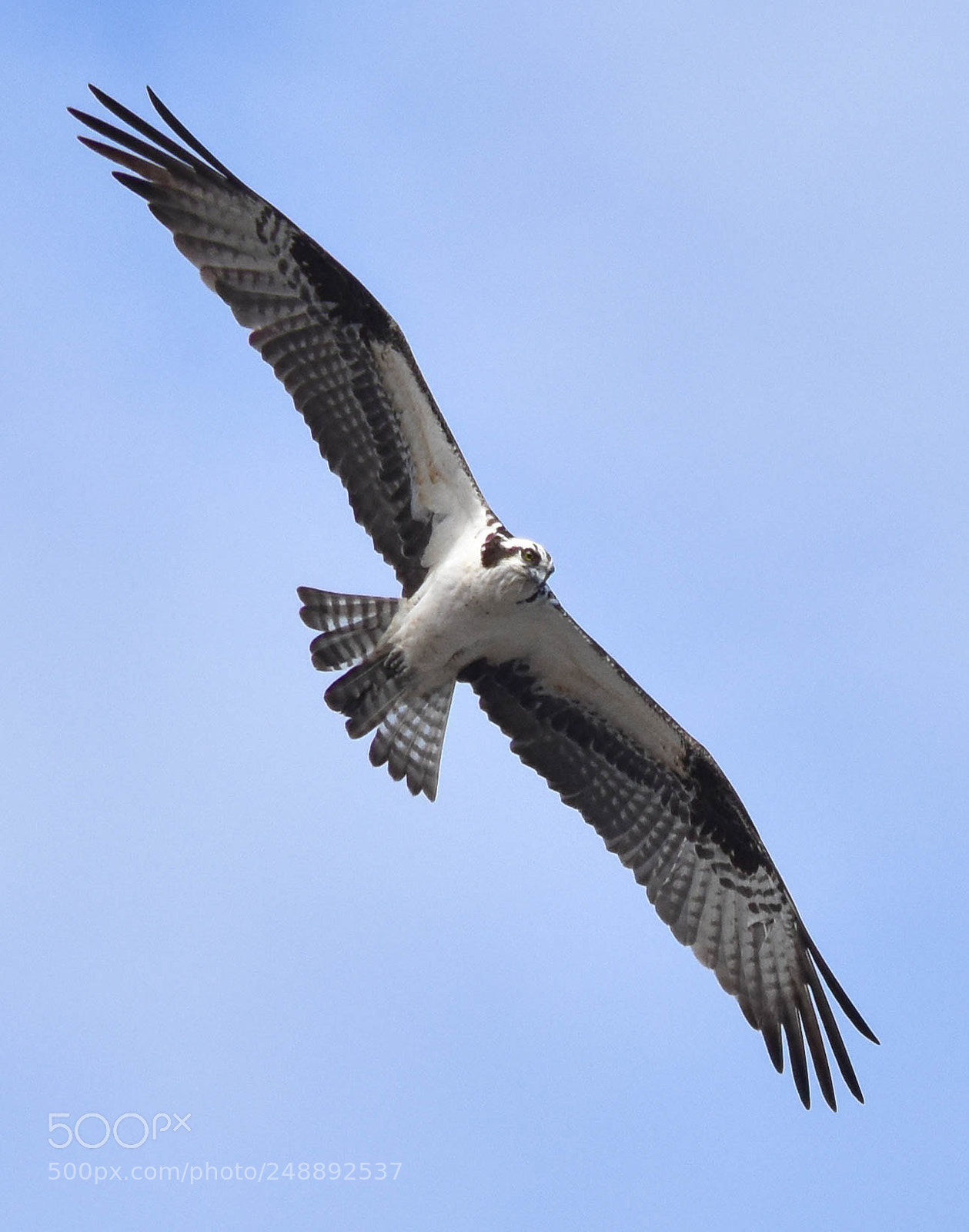 Nikon D3400 sample photo. Osprey in flight photography
