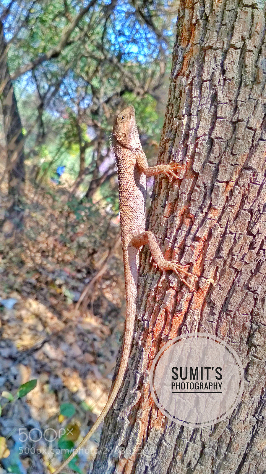 Xiaomi Redmi 4 Pro sample photo. Camlin photography