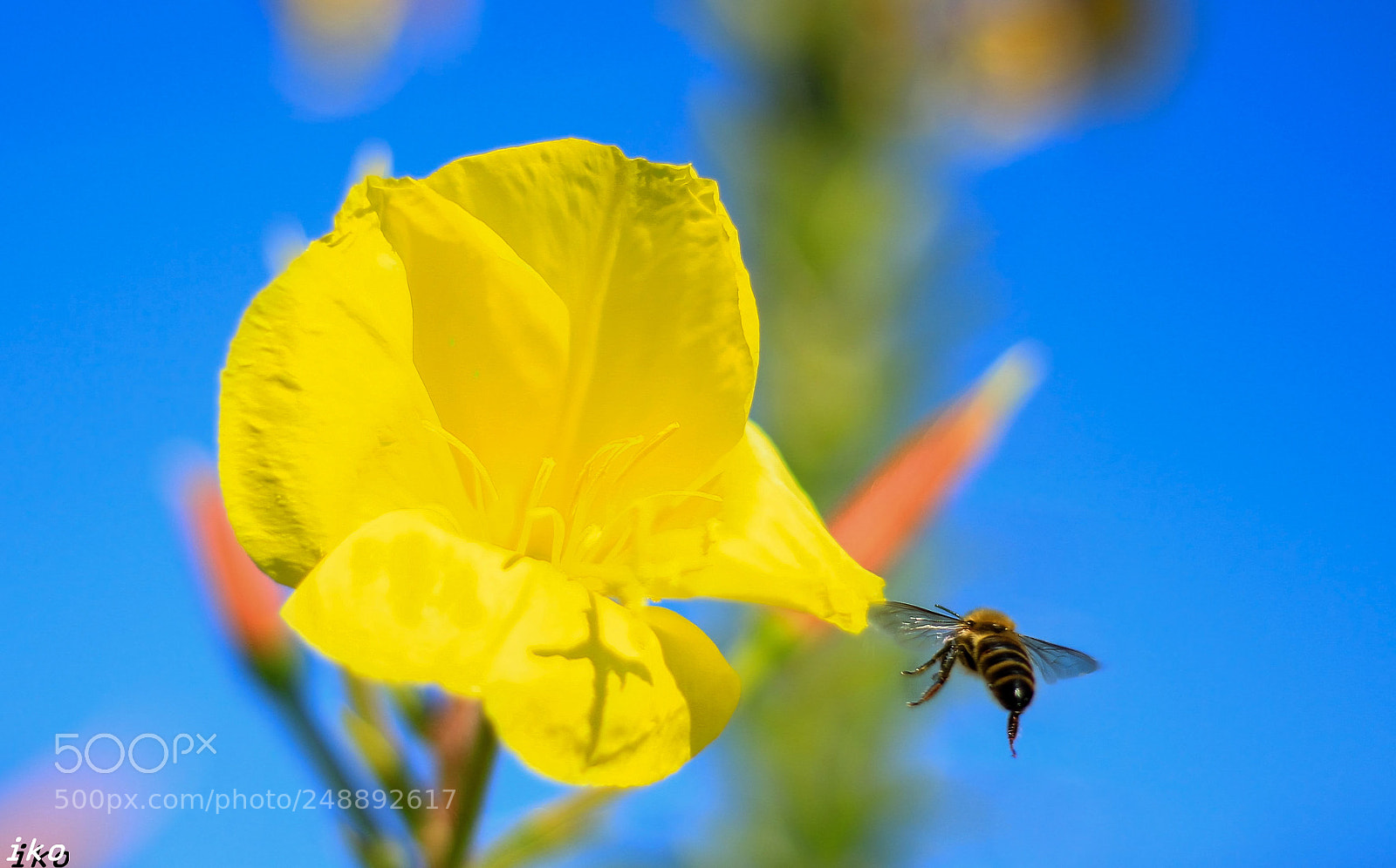 Canon EOS 700D (EOS Rebel T5i / EOS Kiss X7i) sample photo. In the garden photography