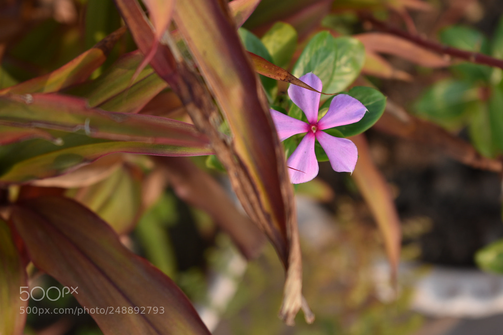Nikon D3400 sample photo. The transitioning of the photography