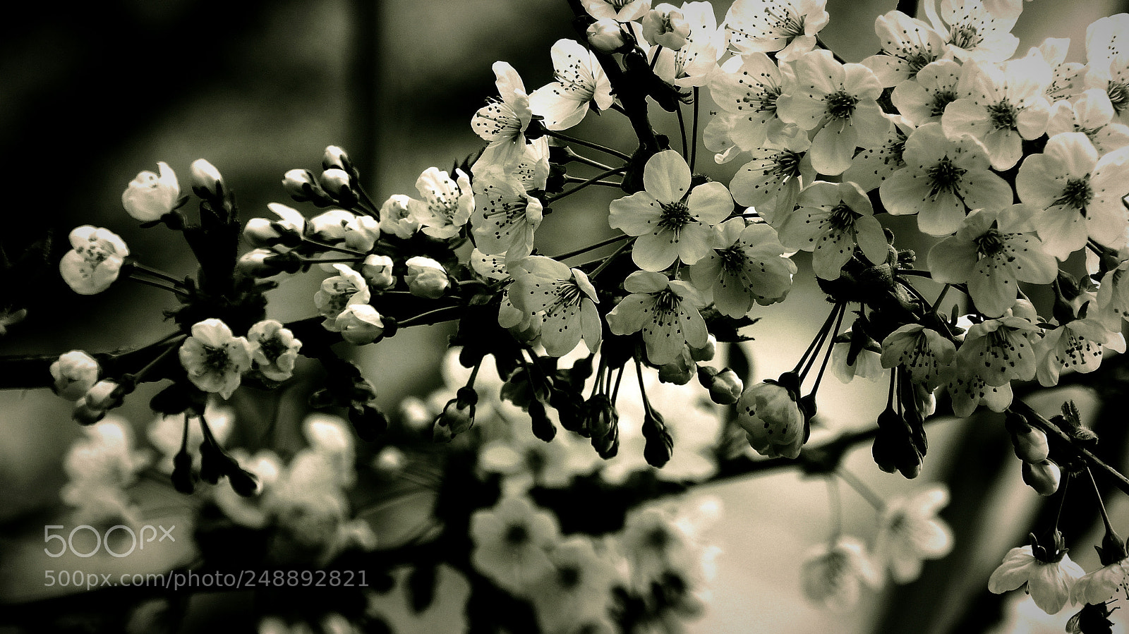 Panasonic Lumix DMC-FZ200 sample photo. Spring. photography