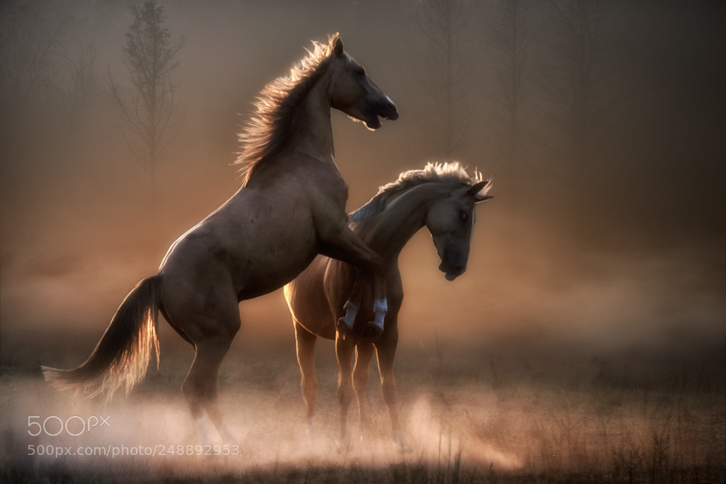 Canon EOS-1D X Mark II sample photo. Stallion rivalry2 photography