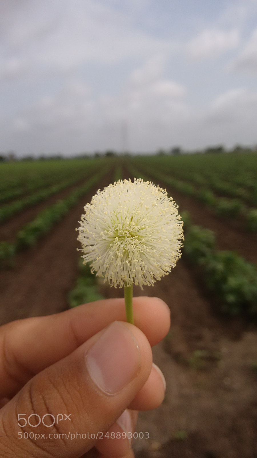 Motorola Moto G (2nd Gen) sample photo. Flower photography