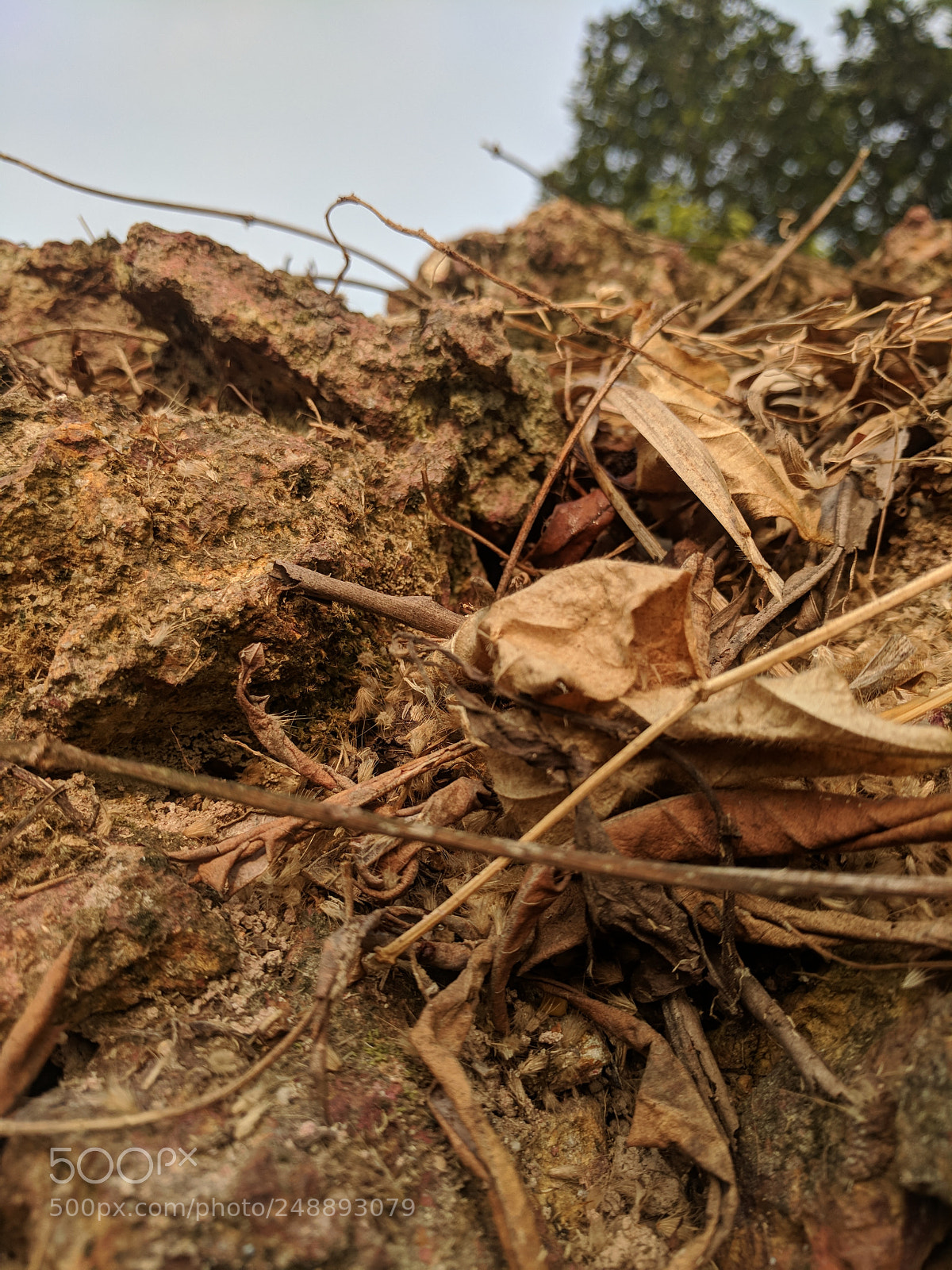 Google Pixel sample photo. No greens photography