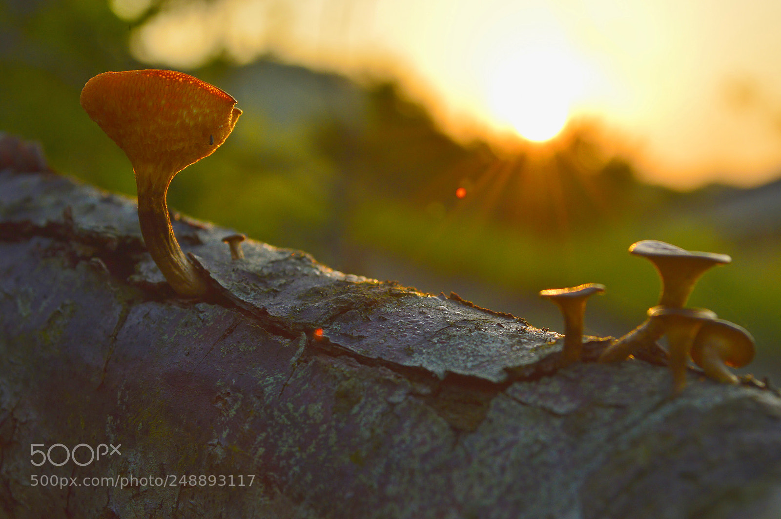 Nikon D3200 sample photo. 이른 아침......봄날sunrise photography