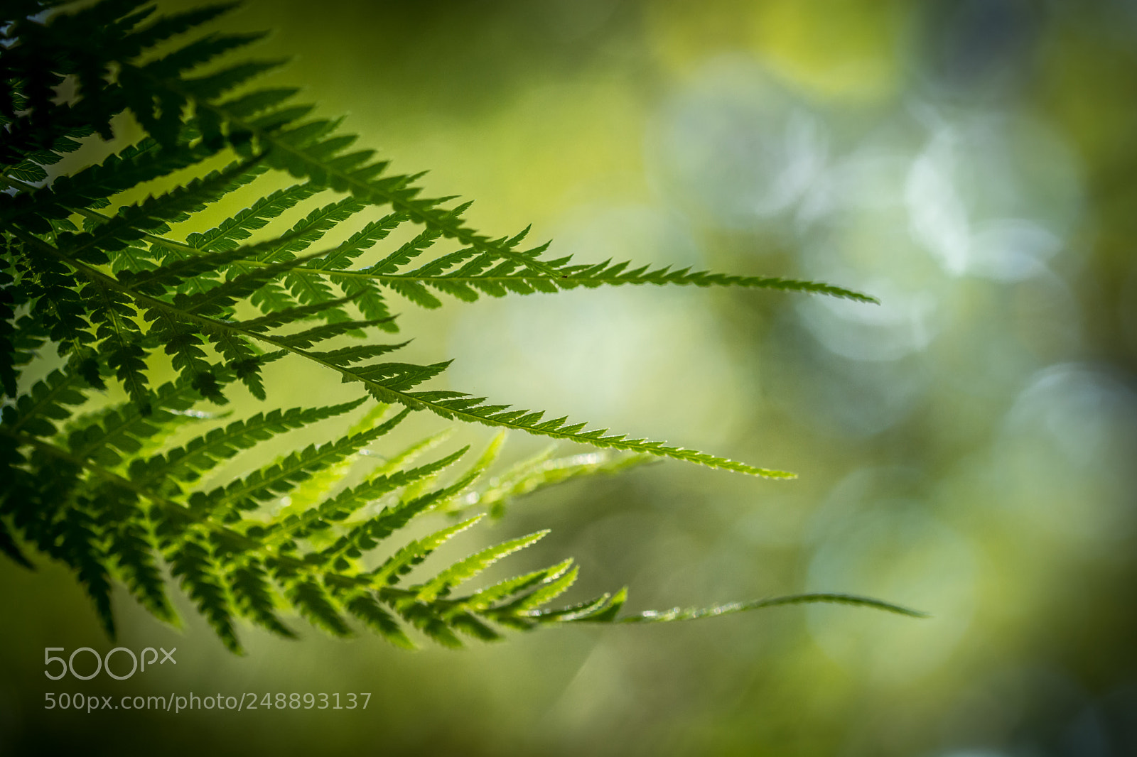 Nikon D5200 sample photo. In the rain forest photography
