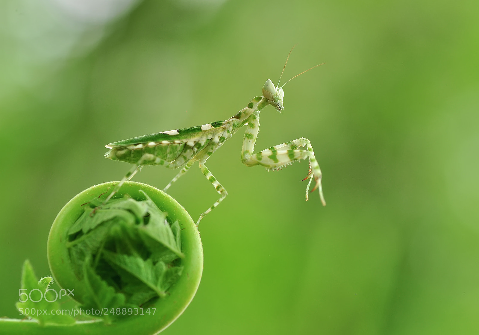 Nikon D5000 sample photo. Praying mantis photography