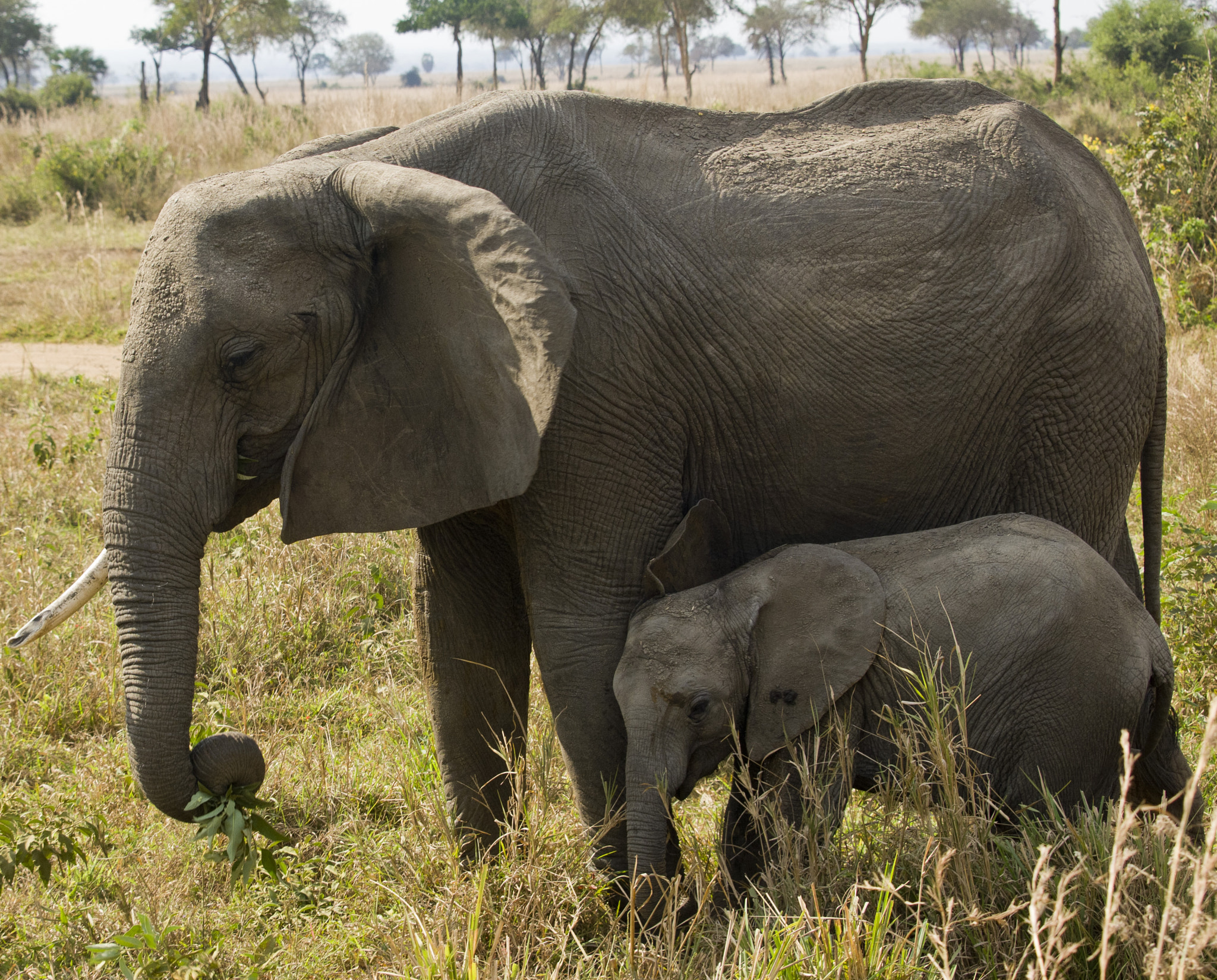 Olympus E-5 sample photo. Elephant with baby photography