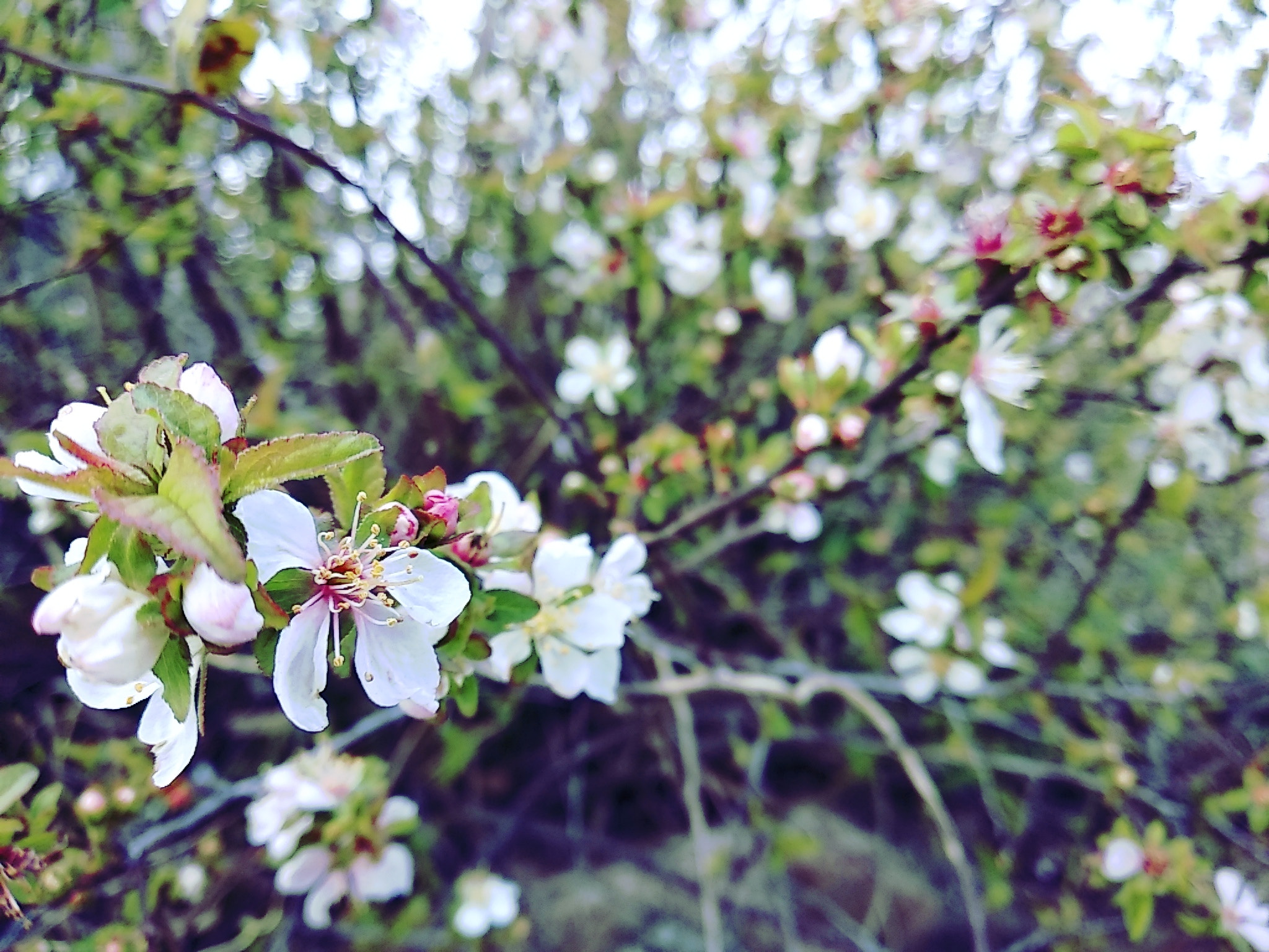 Xiaomi Redmi 5 Plus sample photo