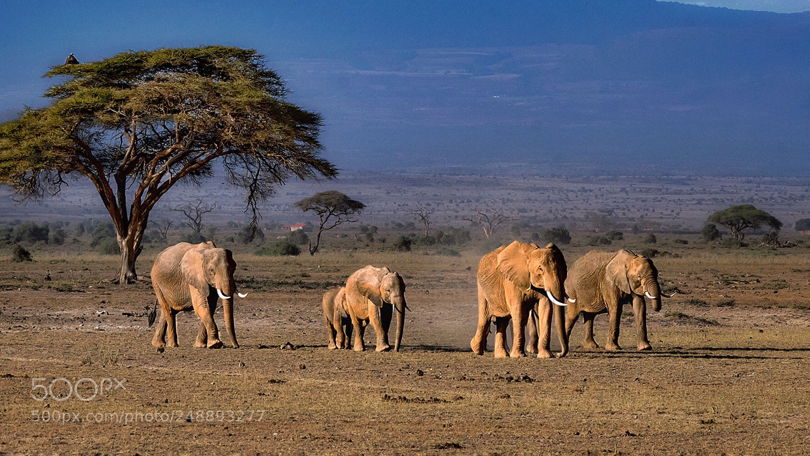Sony a99 II sample photo. Photographing wild animals in photography