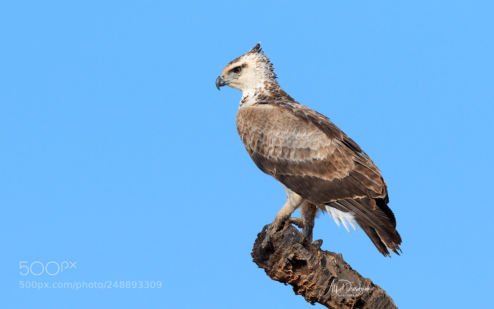 Canon EOS 7D Mark II sample photo. Martial eagle photography
