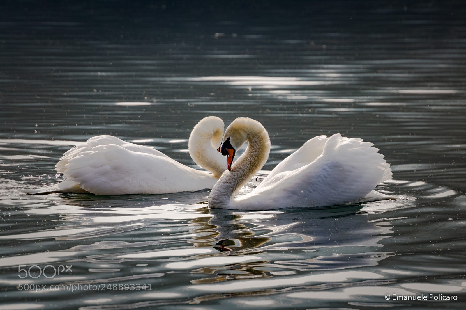 Canon EOS 750D (EOS Rebel T6i / EOS Kiss X8i) sample photo. Cuore di cigno photography