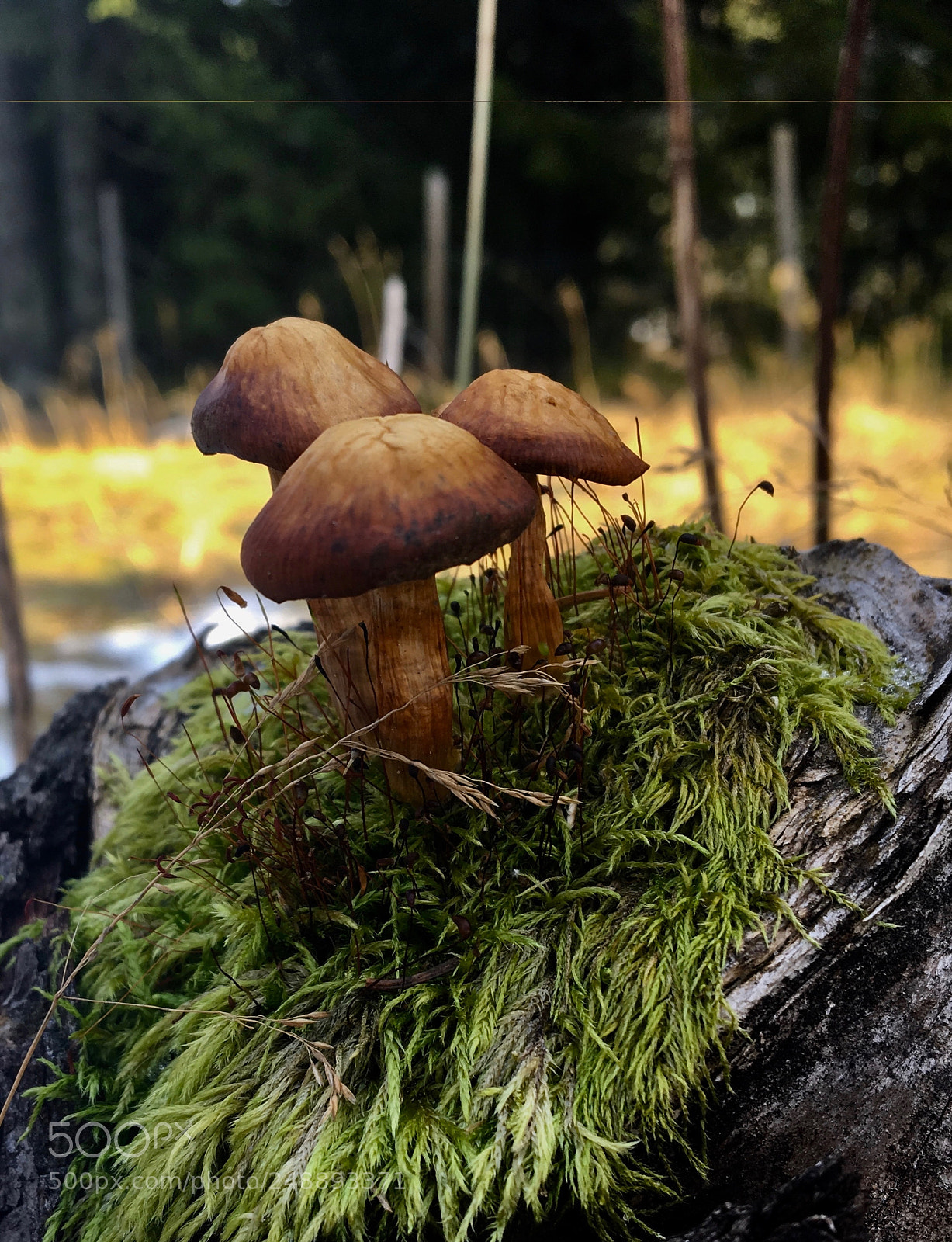 Apple iPhone 6s sample photo. November in the norwegian photography