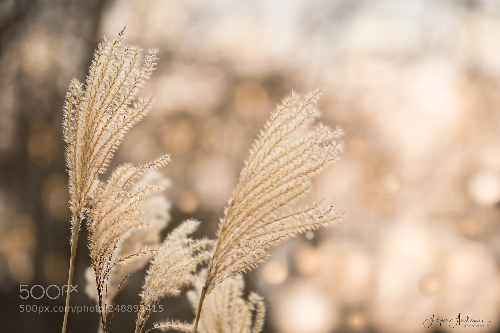 Canon EOS 6D Mark II sample photo. Untitled photography