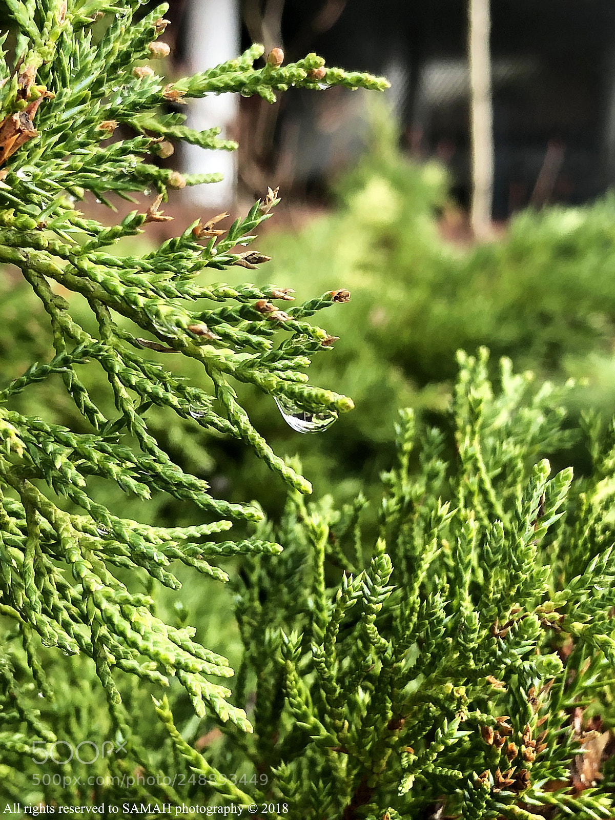 Apple iPhone 8 Plus sample photo. Green life.. photography