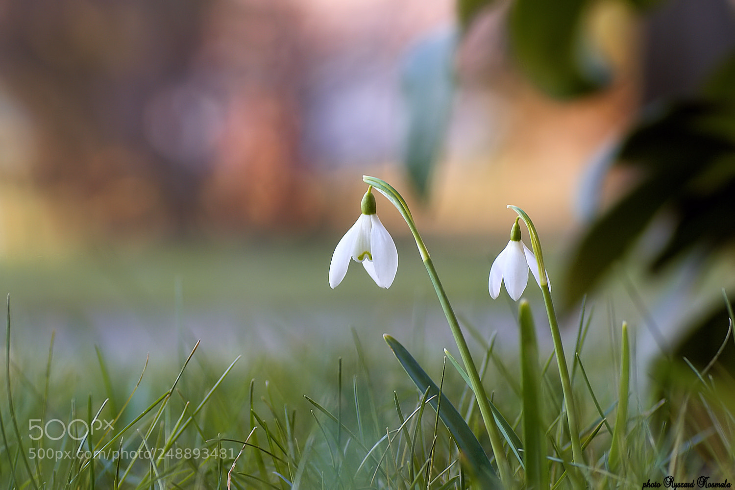 Sony Alpha DSLR-A300 sample photo. Flowers of early spring photography