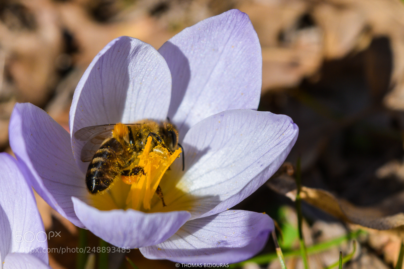 Nikon D3300 sample photo. Smells like spring spirit photography