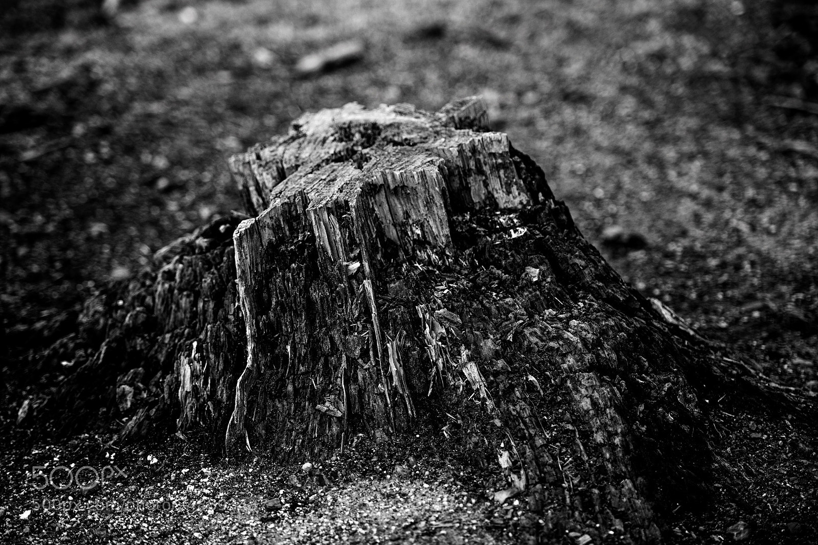 Nikon D850 sample photo. Monochrome. photography