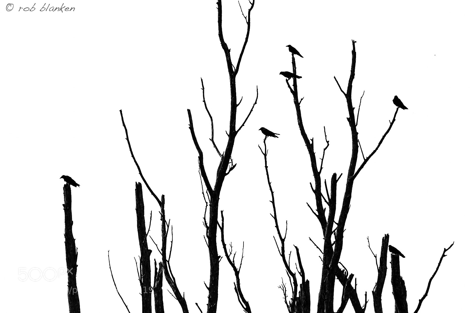 Nikon D500 sample photo. Ghostbird (5) photography