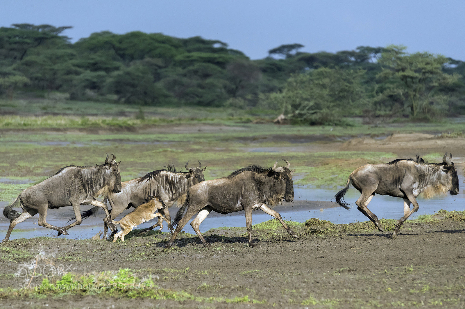 Nikon D810 sample photo. Wildebeest with newborn leaping photography