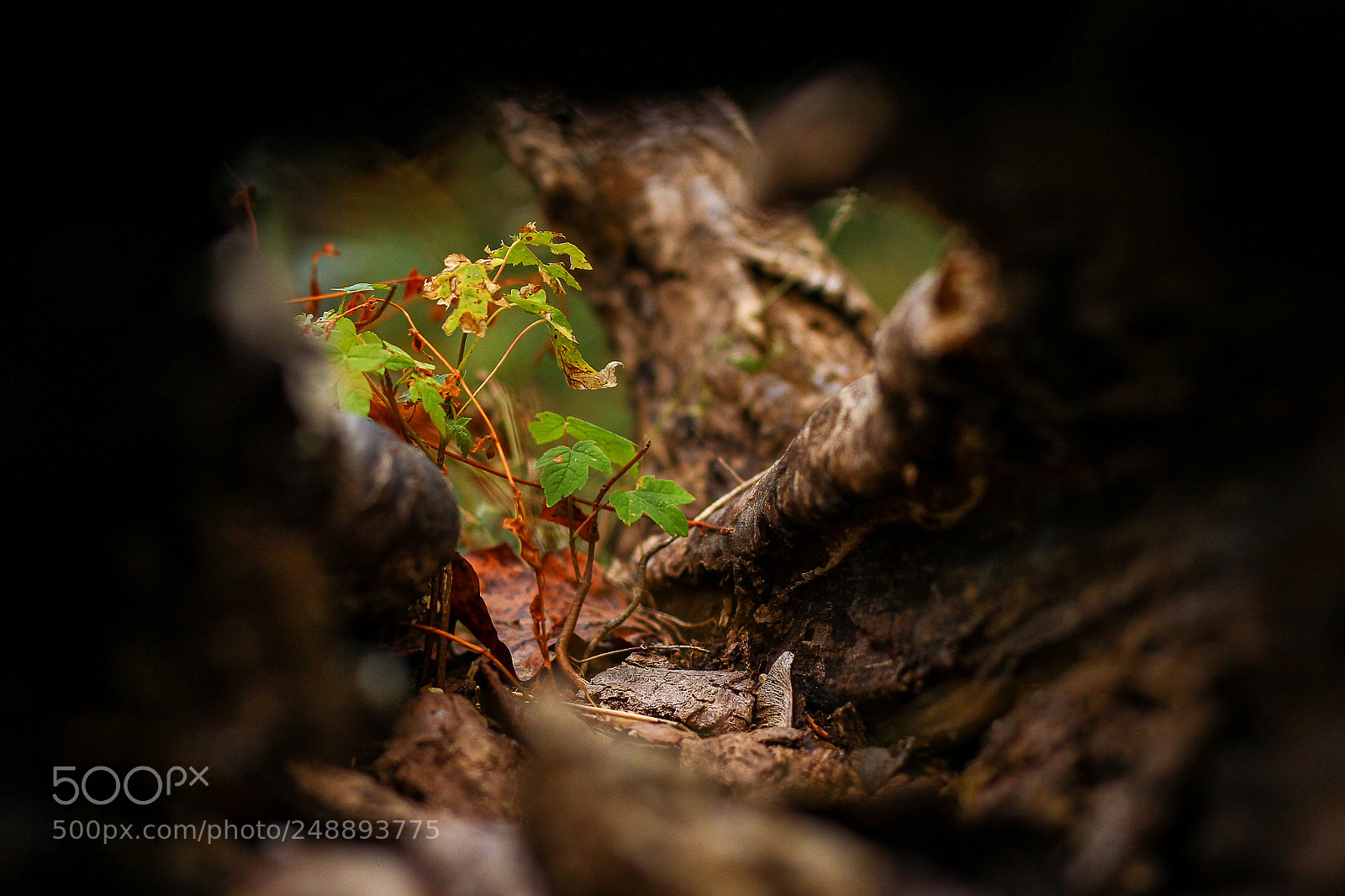 Canon EOS 700D (EOS Rebel T5i / EOS Kiss X7i) sample photo. Forest inside photography