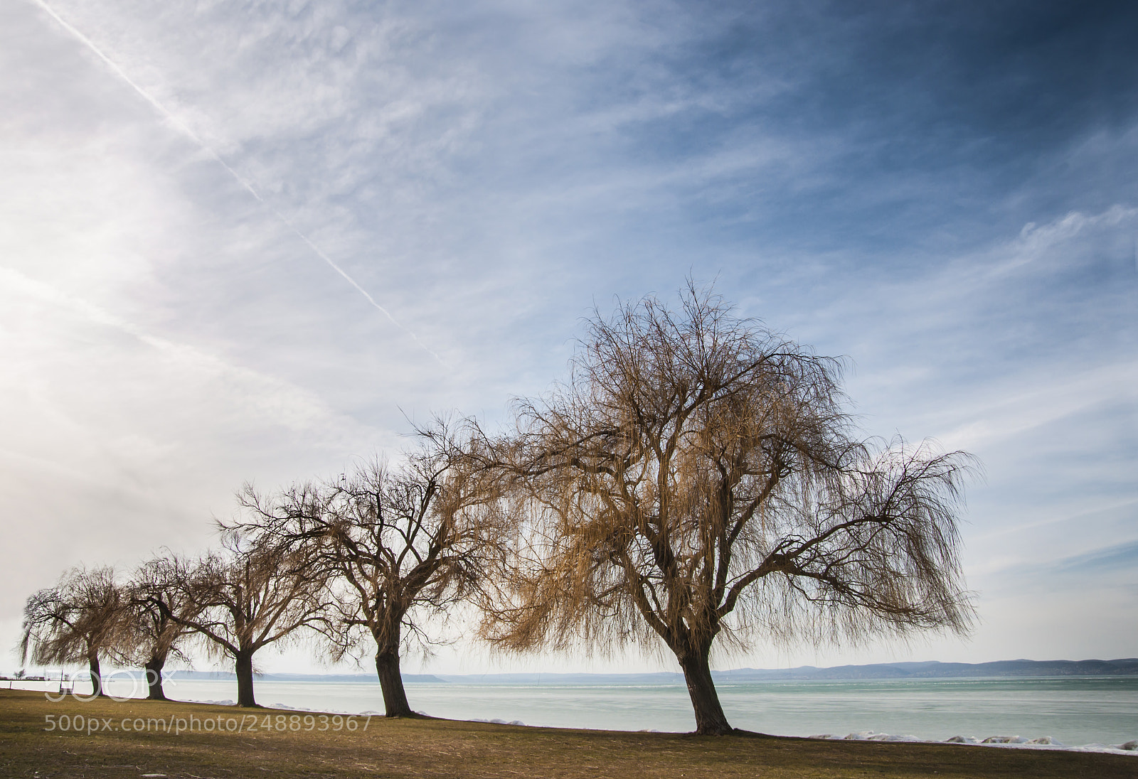 Nikon D90 sample photo. Trees photography