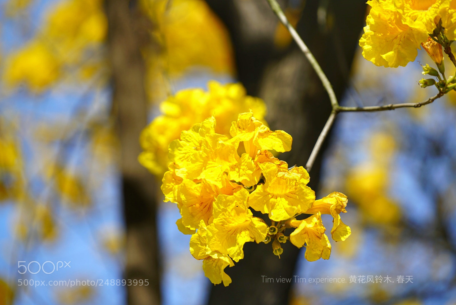 Sony a7R II sample photo. Untitled photography