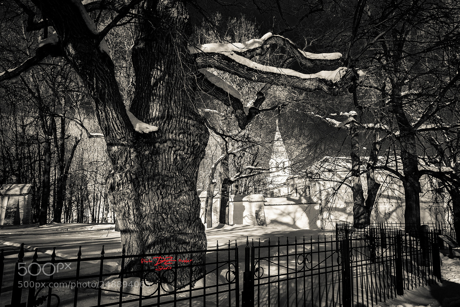 Canon EOS 50D sample photo. 500 year old oak photography