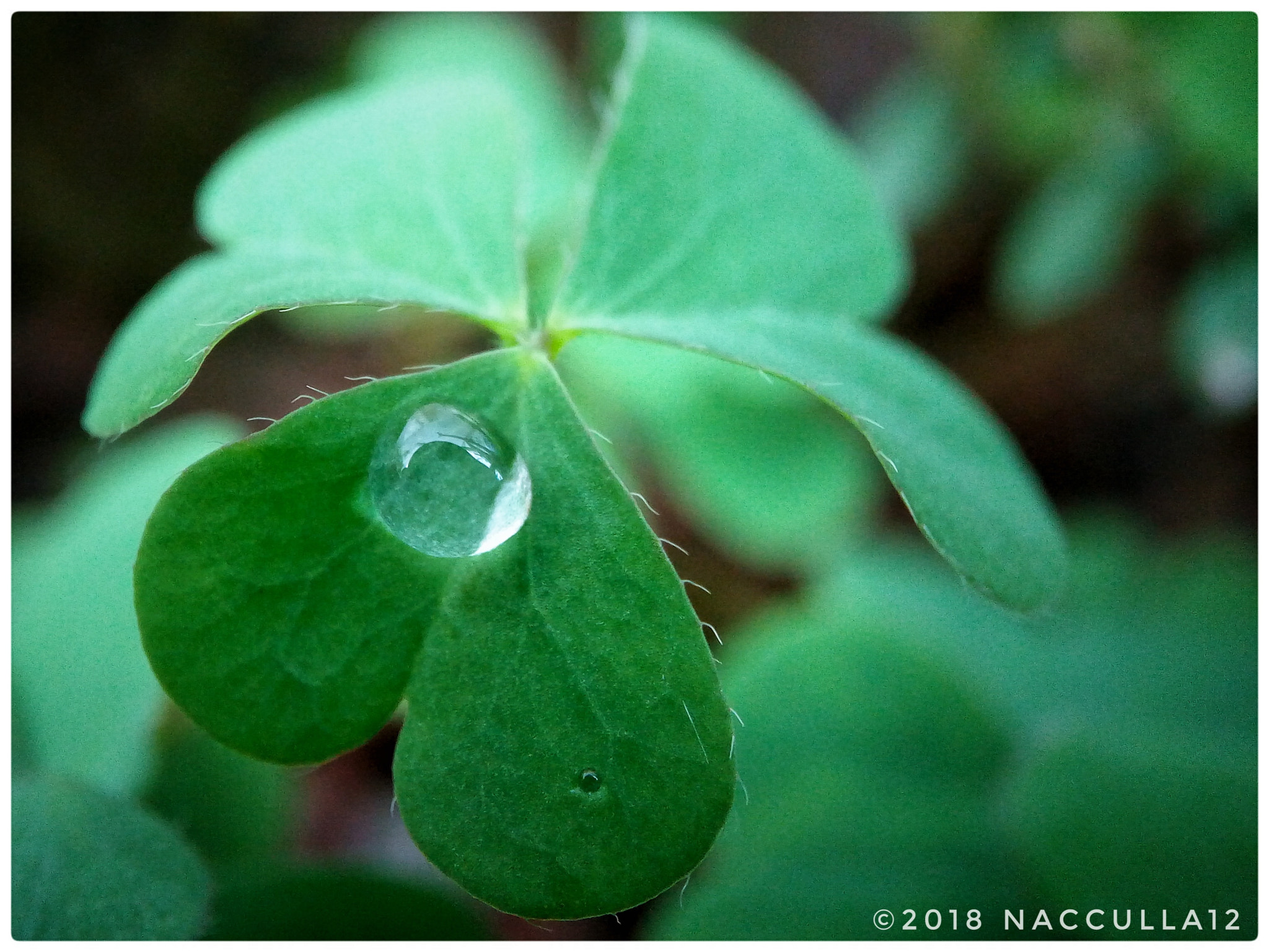 Lenovo VIBE X3 LITE sample photo. Water drop photography