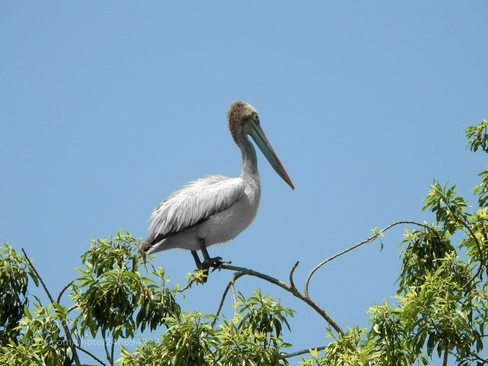 Nikon Coolpix P900 sample photo. Brown pelican bird photography