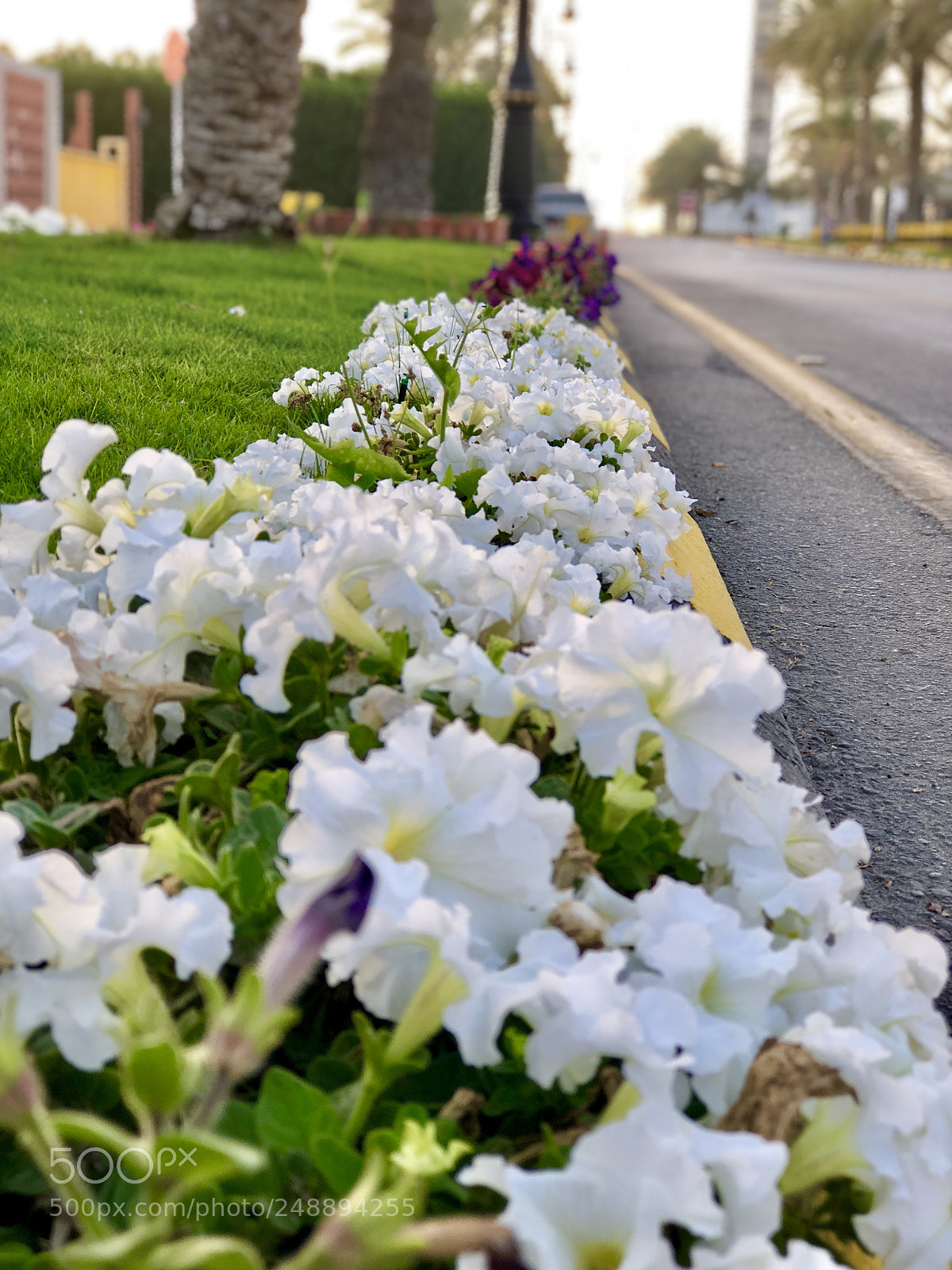 Apple iPhone 8 Plus sample photo. Untitled photography