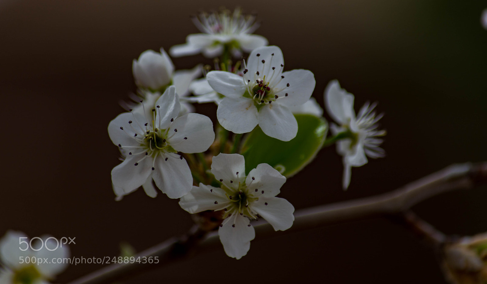 Nikon D7100 sample photo. Bloom time photography