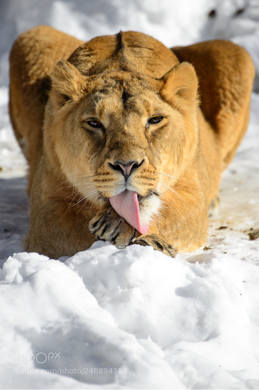 Nikon D800E sample photo. Lion photography
