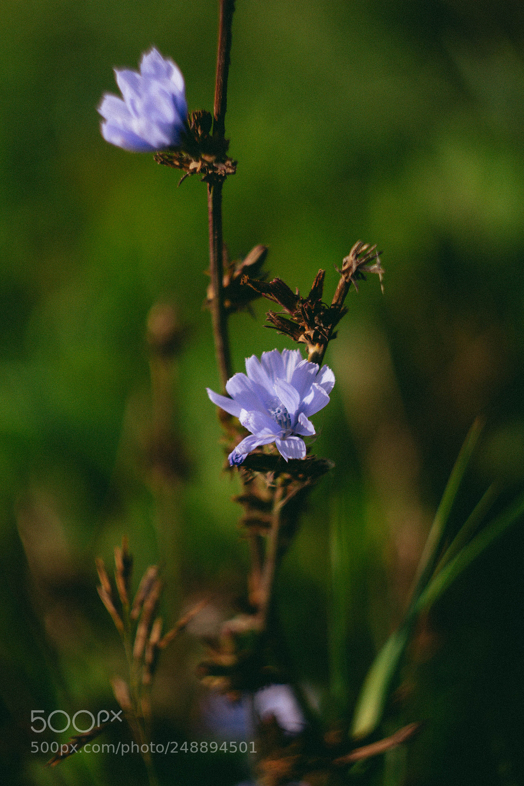 Canon EOS 100D (EOS Rebel SL1 / EOS Kiss X7) sample photo. On a sunny side photography