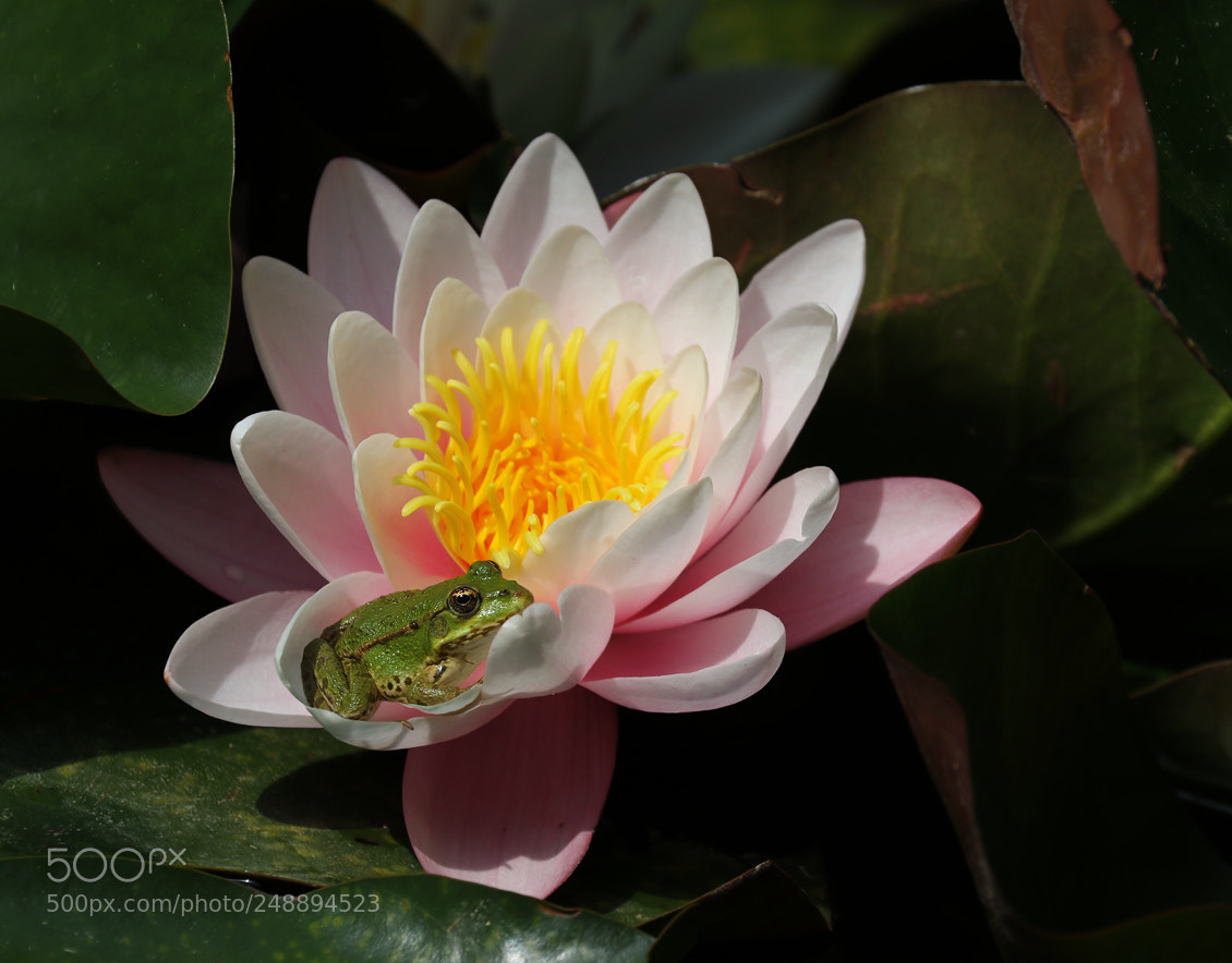 Canon EOS 80D sample photo. Solar photography