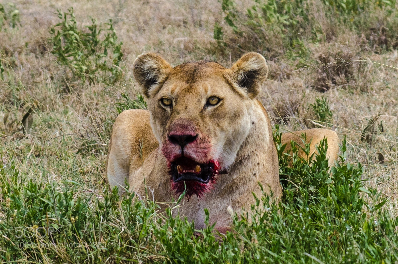 Nikon D7000 sample photo. African lioness resting after photography